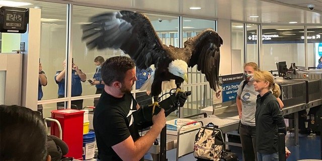 Clark travels around the country to fly at events such as university convocations and baseball games.