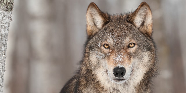 Gray wolves, Eastern wolves (AKA Timber wolves) and red wolves are three wolf species that are found in North America, according to the U.S. Fish and Wildlife Service.