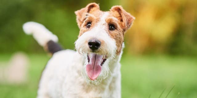 National Dog Week,which began in 1928, is observed each September.