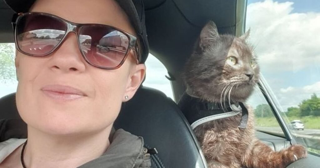 Three-legged cat ‘hours from death’ in Kyiv now a regular in UK pub