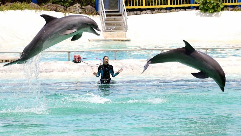 Swimming with dolphins: Thousands call on TUI to stop selling ‘cruel’ trips