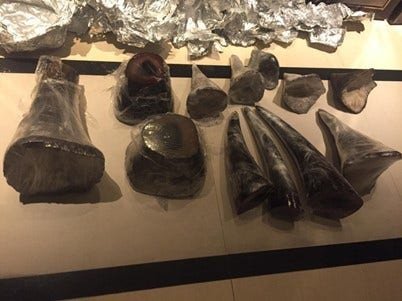 Department of Justice charges Malaysian citizen for trafficking over $725K of rhinoceros horns