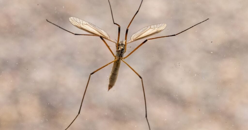 Ways to prevent daddy long-legs in your home – thorough clean to sealing cracks