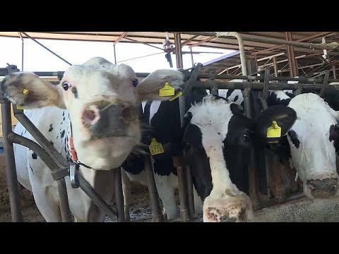 Meet the farm in Italy making car fuel from cow poo