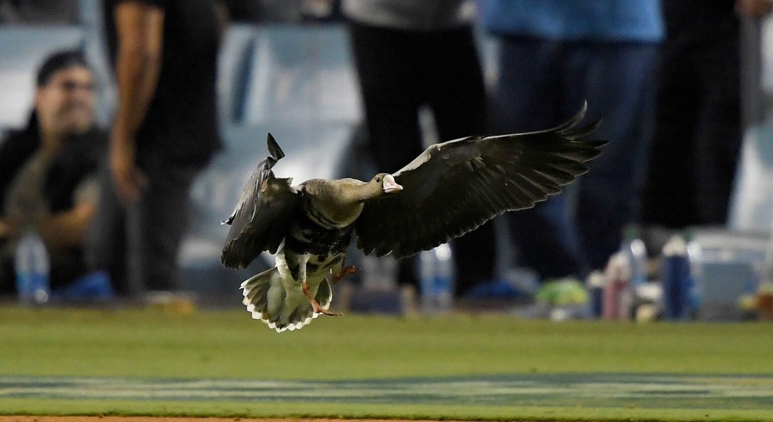 Goose stops play during Dodgers-Padres NLDS Game 2 as staff chase it down