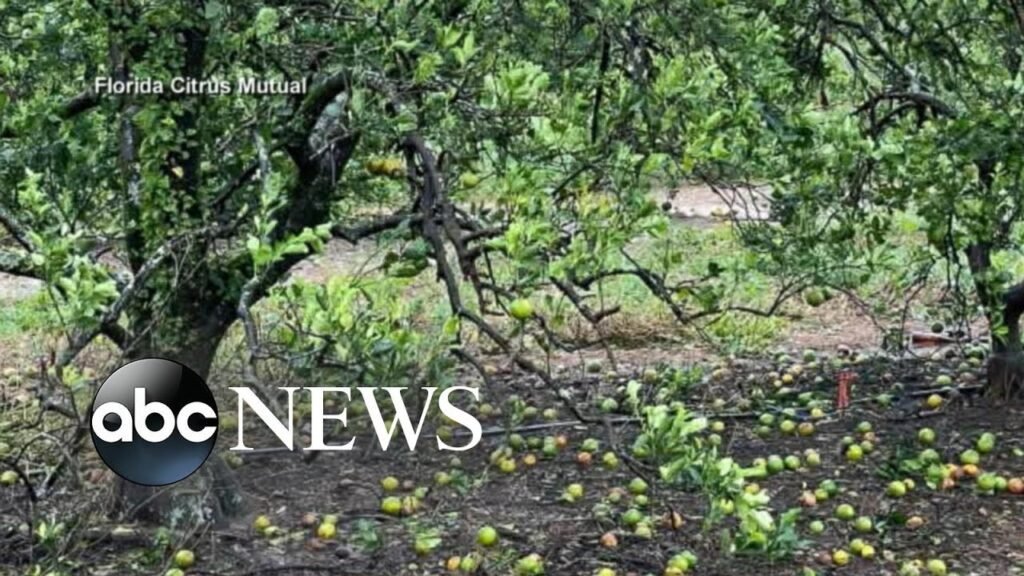 How Hurricane Ian could affect your morning orange juice | ABCNL