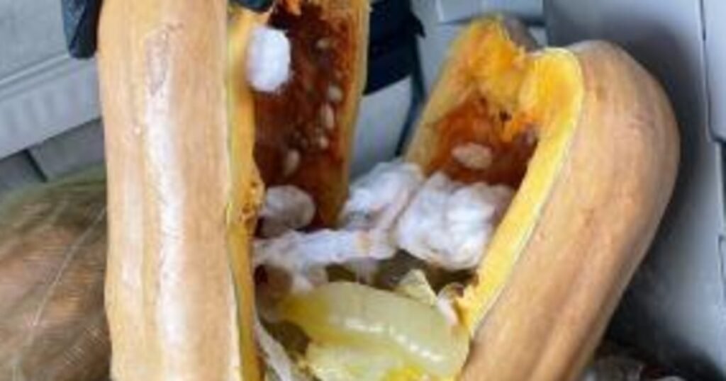 $400K in meth hidden in pumpkins found at Texas border, CBP says