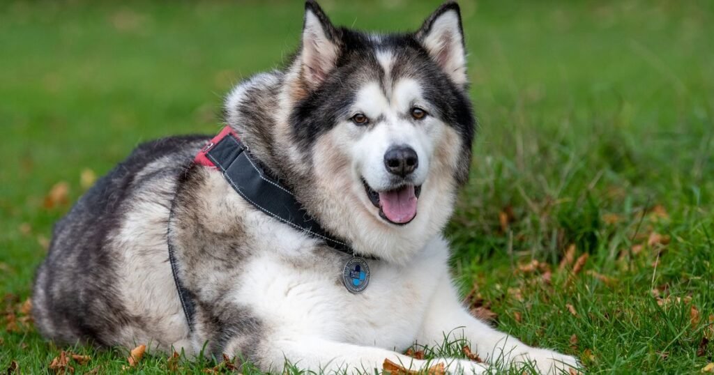 Britain’s most heroic dog saved owner from burglar and rescued cats from a fire