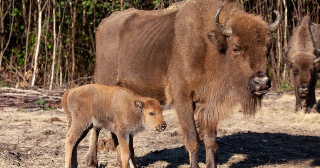 First wild bison born in Britain for 6,000 years creates history after pregnancy