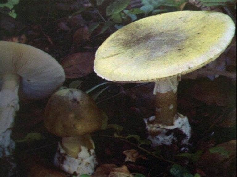 Massachusetts doctors save mother, son who nearly died after eating ‘death cap’ mushrooms