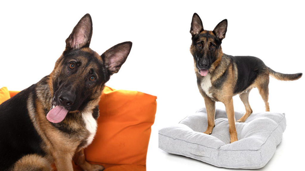 German shepherd mix named Hercules needs a home: He’ll ‘steal your heart’