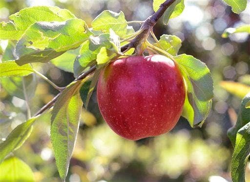 Apple a day … and 4 other great fall food choices that are healthy and delicious