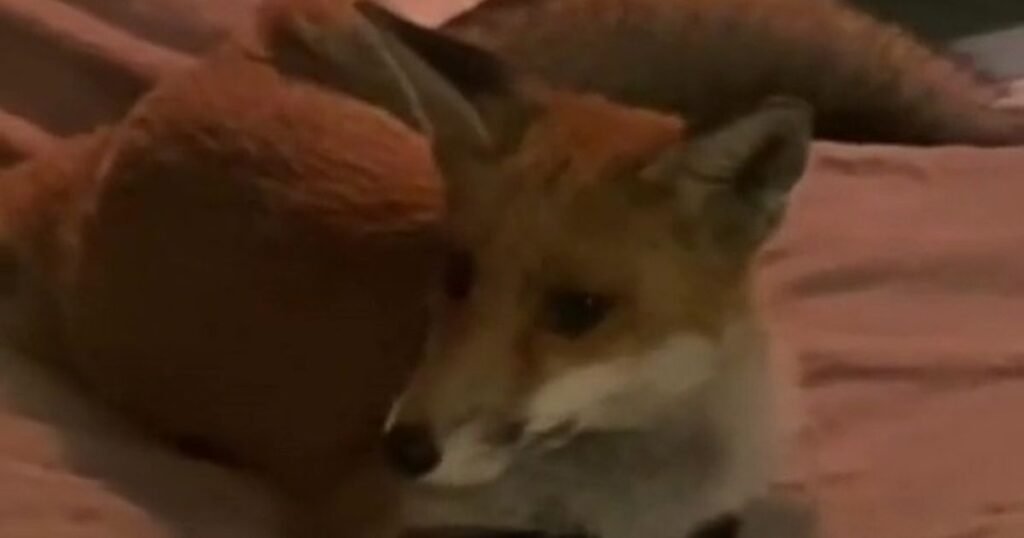 Confident fox makes itself ‘way too comfortable’ on woman’s bed in ‘scary’ visit