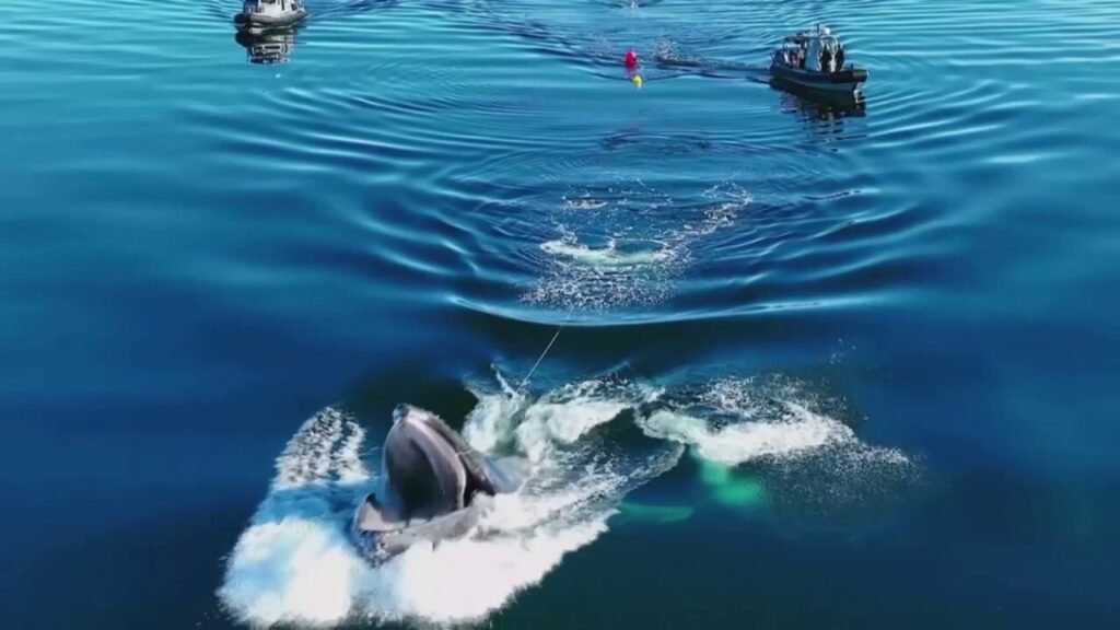 Humpback whale pulls off stunning move during rescue in Canada, video shows