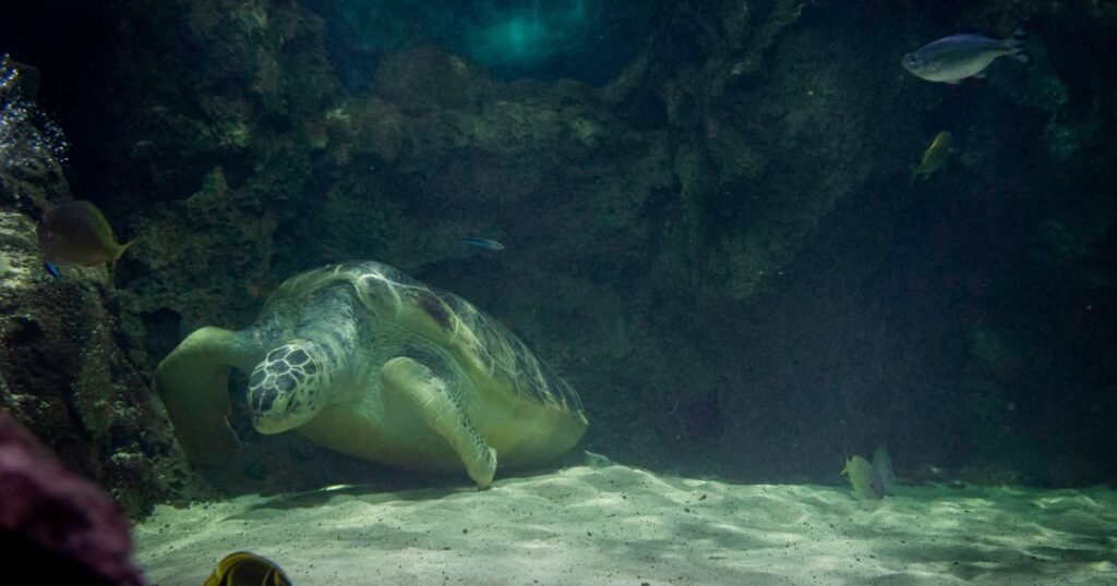 ‘After 82 years in tanks giant turtle Lulu deserves to have freedom’