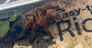 Mum terrified as giant tarantula with ‘nasty bite’ turns up outside front door