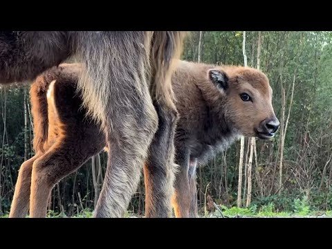 Wild baby bison born in the UK for first time in thousands of years after surprise pregnancy