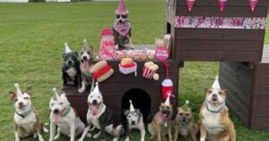 Woman spoils her eight dogs to ‘barkday’ parties and McDonald’s on £15 budget