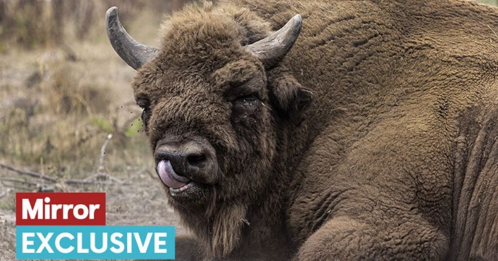 Huge 80-stone beast not seen in UK since the Ice Age roams the countryside again