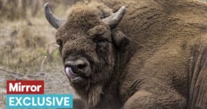 Huge 80-stone beast not seen in UK since the Ice Age roams the countryside again