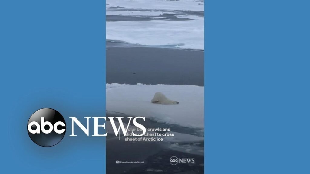 Polar bear crawls and slides on chest to cross sheet of ice l ABC News