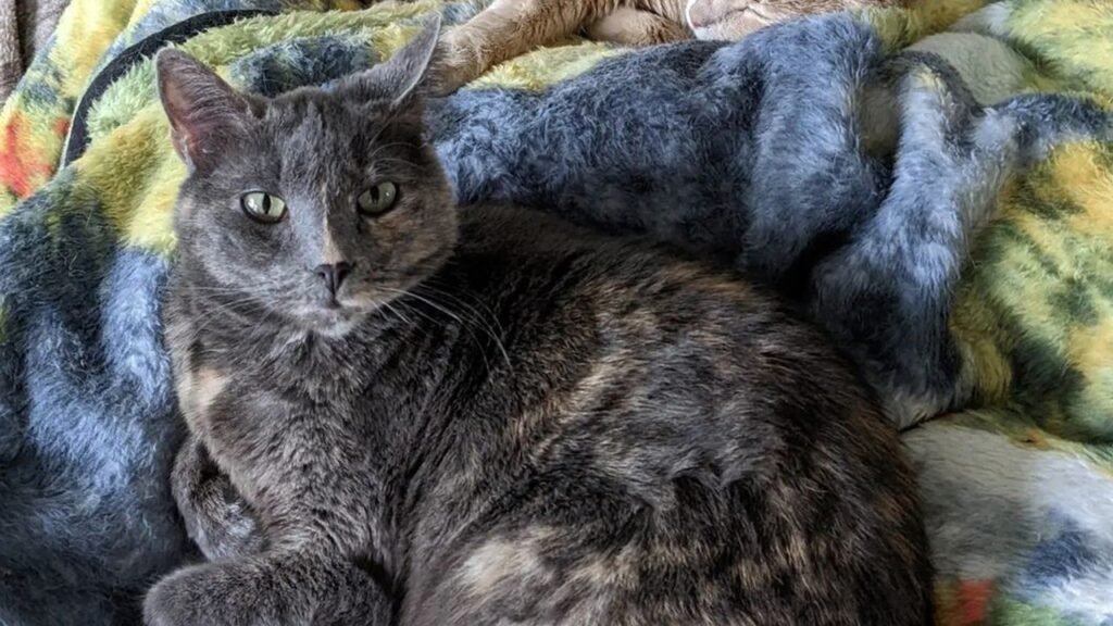 Snuggly cat is looking for a forever home — Meet ‘Baby Blue’