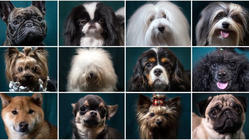 How dogs changed the course of civilization