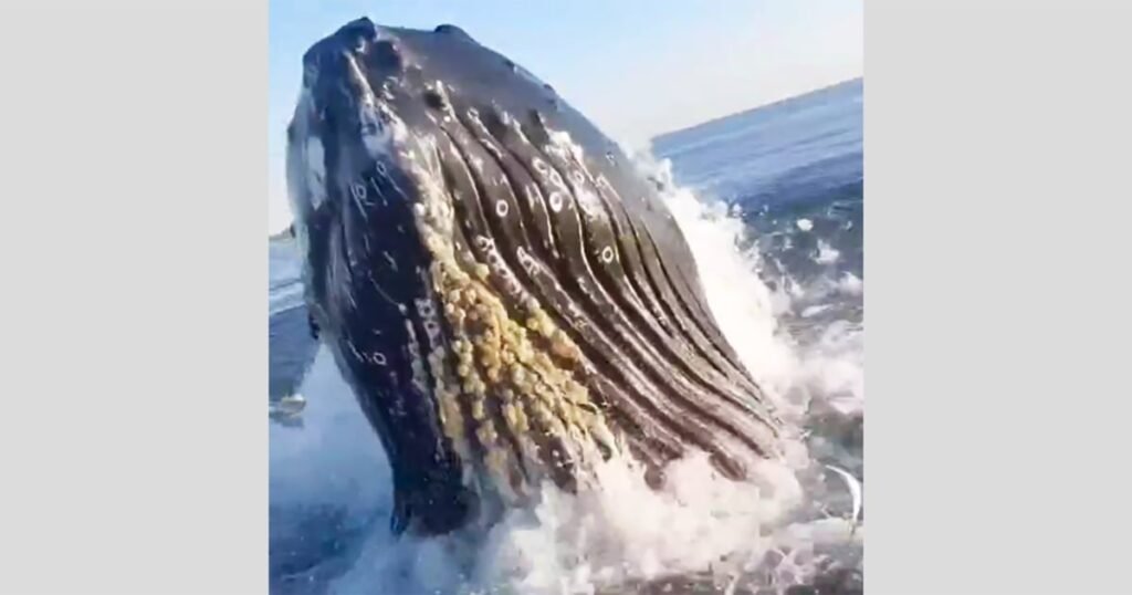 Breaching whale shocks father, son fishing off Jersey Shore