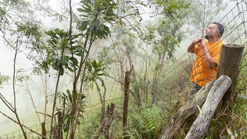 Delissea argutidentata, thought to be extinct, discovered in Hawaii