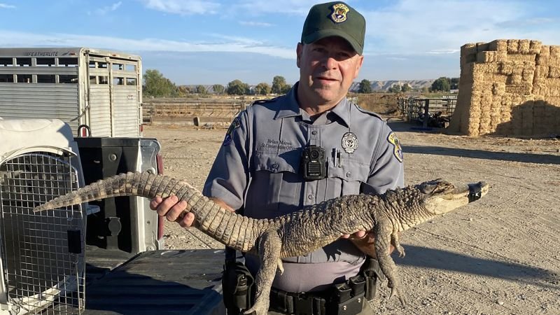 A dogwalker caught an alligator in rural Idaho