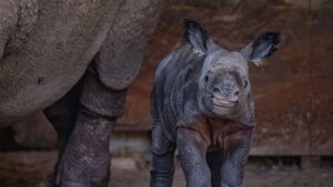 After a 16-month pregnancy, Chester Zoo finally welcomes endangered rhino calf