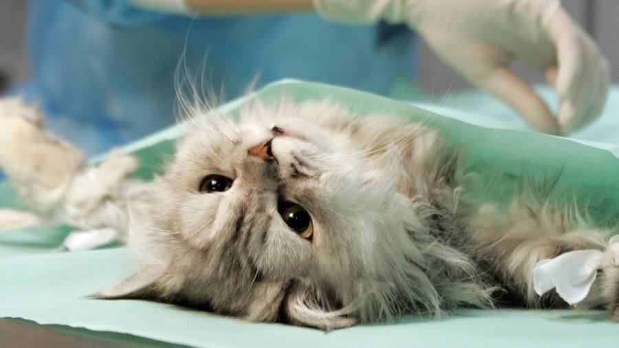 A dead cat bounce 250 years in the making