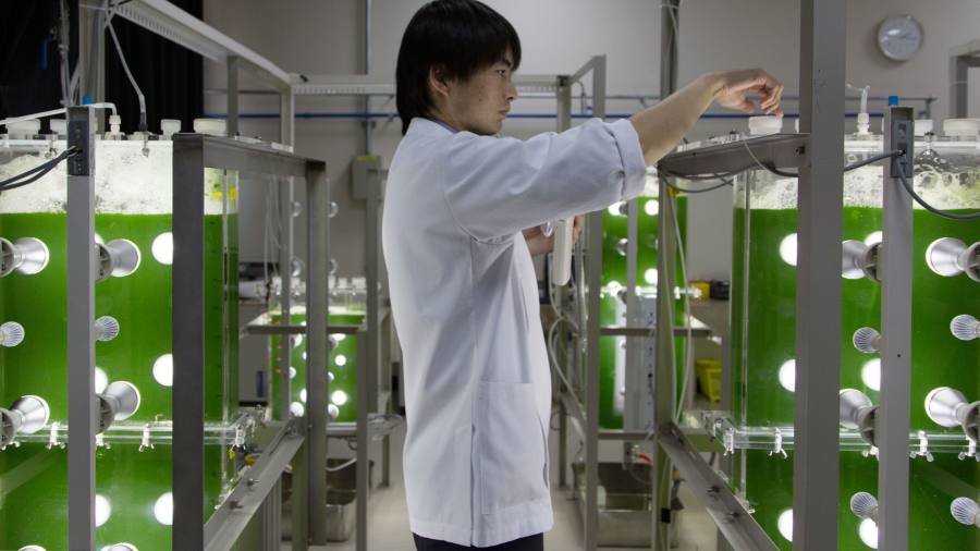 Algae start-ups: from pond slime to dinner time