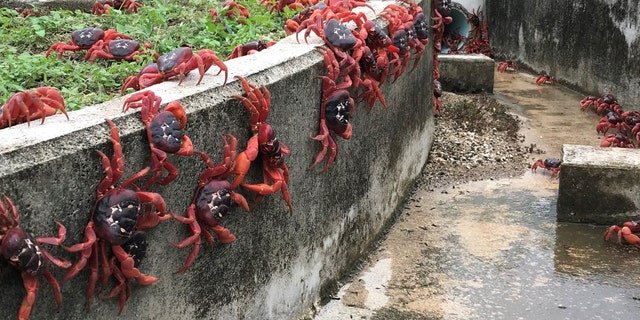 In this handout image provided by Parks Australia, thousands of red crabs are seen walking in a drain on November 23, 2021, in Christmas Island.
