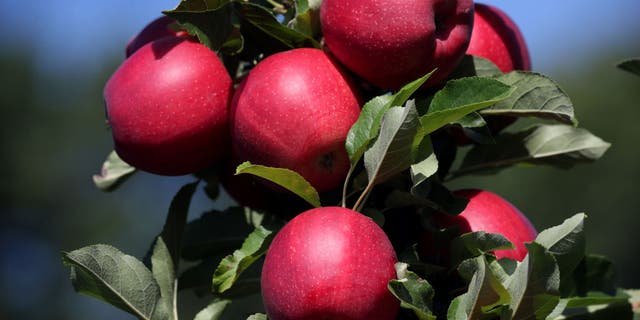 Apples in an orchard at Cider Hill Farm in Amesbury, Massachusetts, on Sept. 7, 2020.