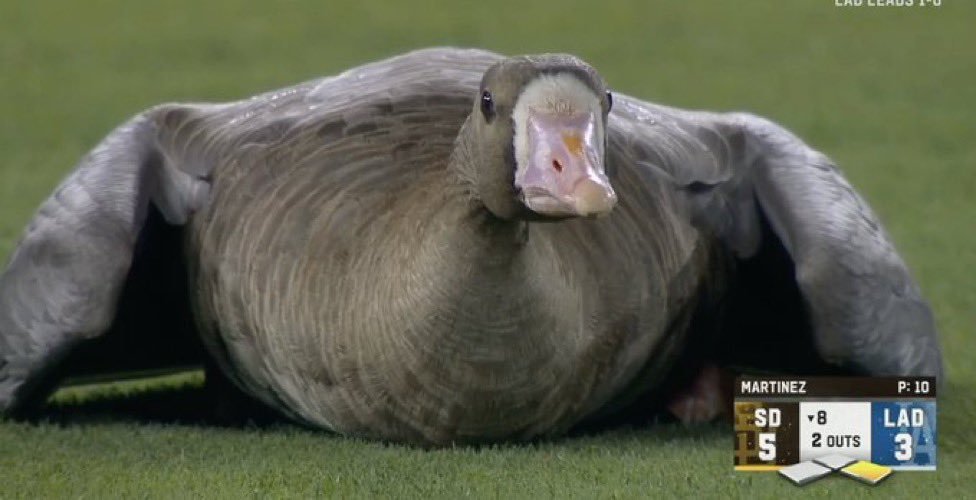 Dodgers-Padres game gets visit from a goose