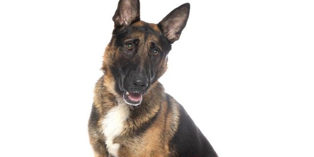 Two-year-old Hercules poses for a picture.