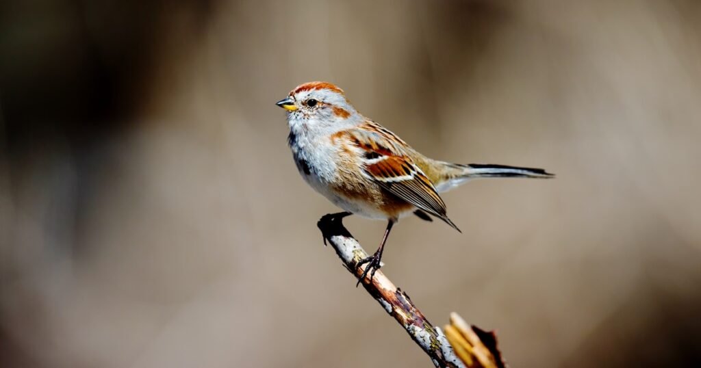 Hearing and Seeing Birds Can Boost Mental Health, Study Suggests