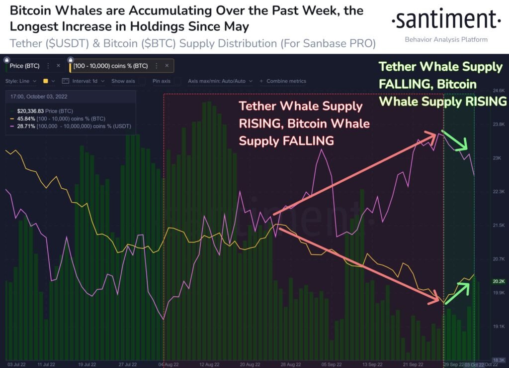 Bitcoin Whales Accumulating BTC At Current Prices – What Do They Know?