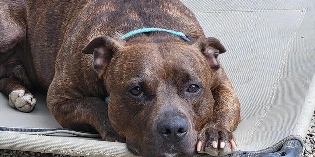 Carmine, a brindle mix, lounges on a cot as he awaits his forever home.
