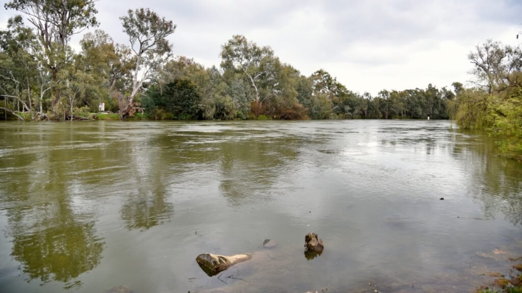 Murray River approaches 100 year peak