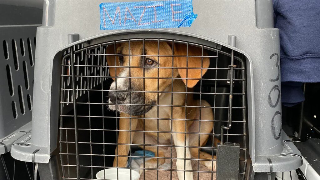 Hurricane Ian displaced scores of pets in Florida: Where are they now?