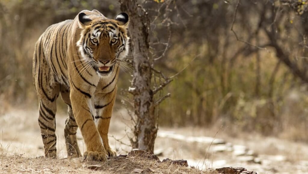 ‘Man-eater’ tiger that killed nine shot dead in India