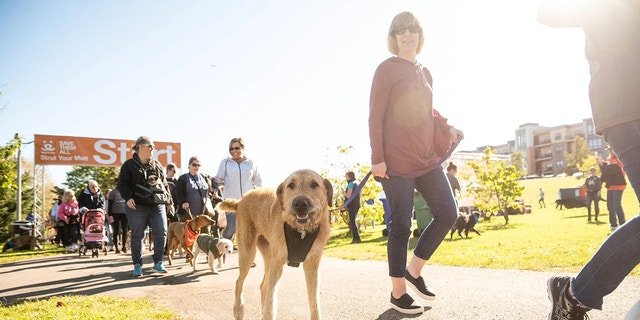 A dog and its owner participate in Best Friend Animal Society's Strut Your Mutt fundraising walk.