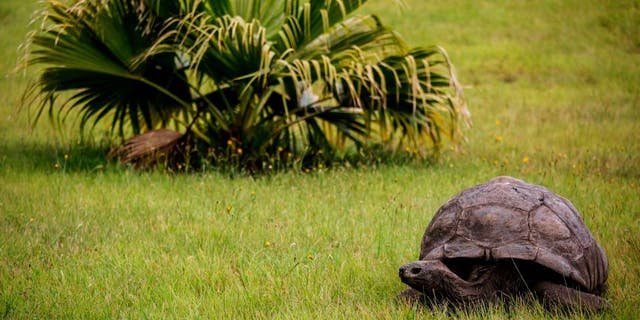 Jonathan, a Seychelles giant tortoise, believed to be the oldest reptile living on earth with, at the alleged age of 185 years on October 20, 2017 in Saint Helena.