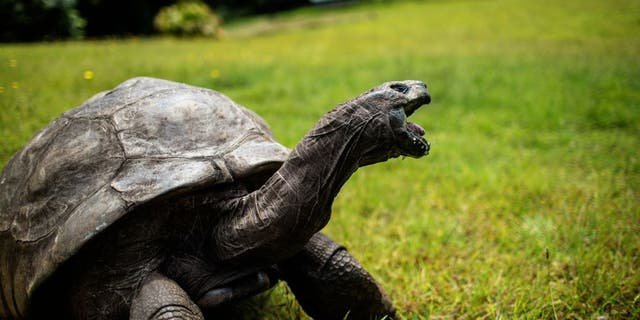 Jonathan, a Seychelles giant tortoise, believed to be the oldest reptile living on Earth with an alleged age of 185 years, crawls through the lawn of the Plantation House, the United Kingdom Governor official residence on October 20, 2017, in Saint Helena, a British Overseas Territory in the South Atlantic Ocean.