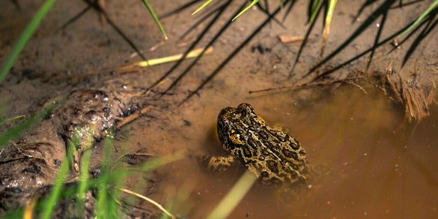 A Dixie Valley toad is seen around the hot spring-fed wetland in the Dixie Valley in Fallon, Nevada, May 4, 2022.
