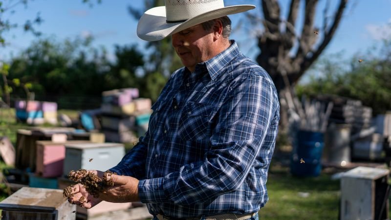 Starving bees are robbing hives as their keepers try everything to save them
