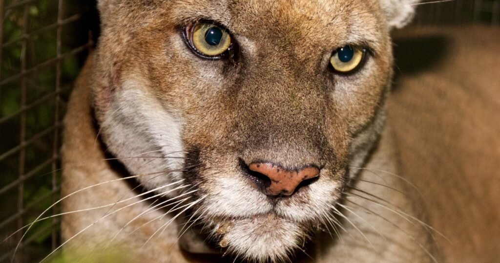 P-22, Los Angeles’ famed mountain lion, captured for evaluation