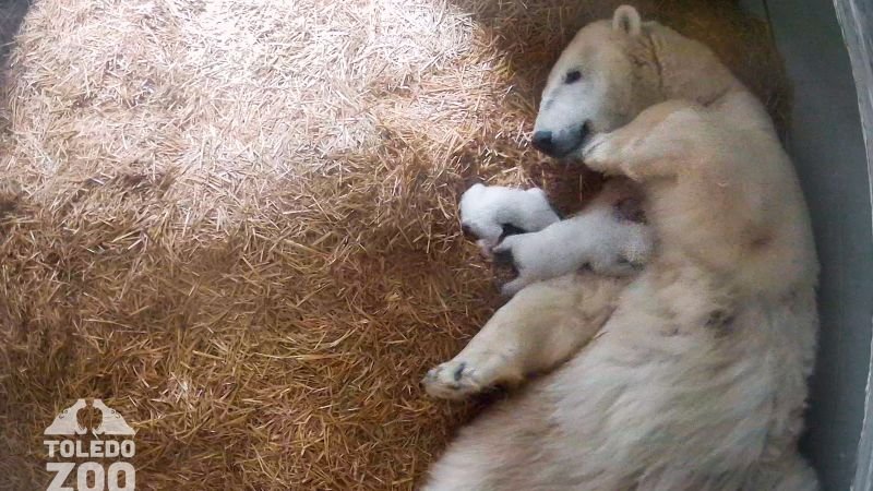 Toledo Zoo welcomes twin polar bear cubs